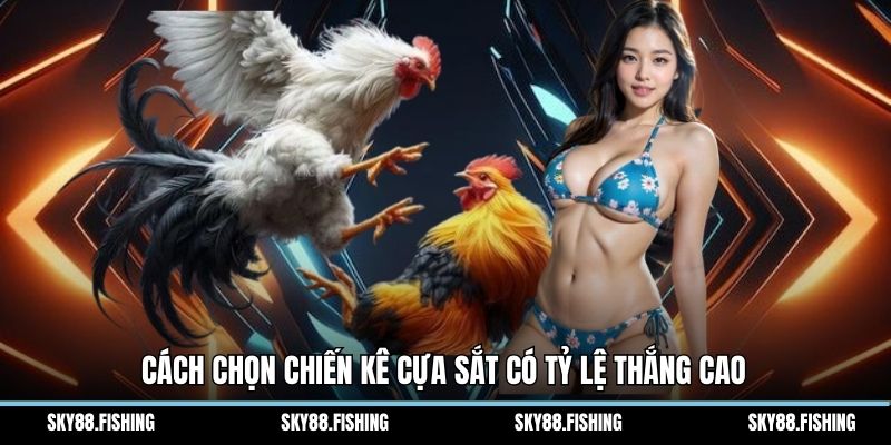 Cách chọn chiến kê cựa sắt có tỷ lệ thắng cao